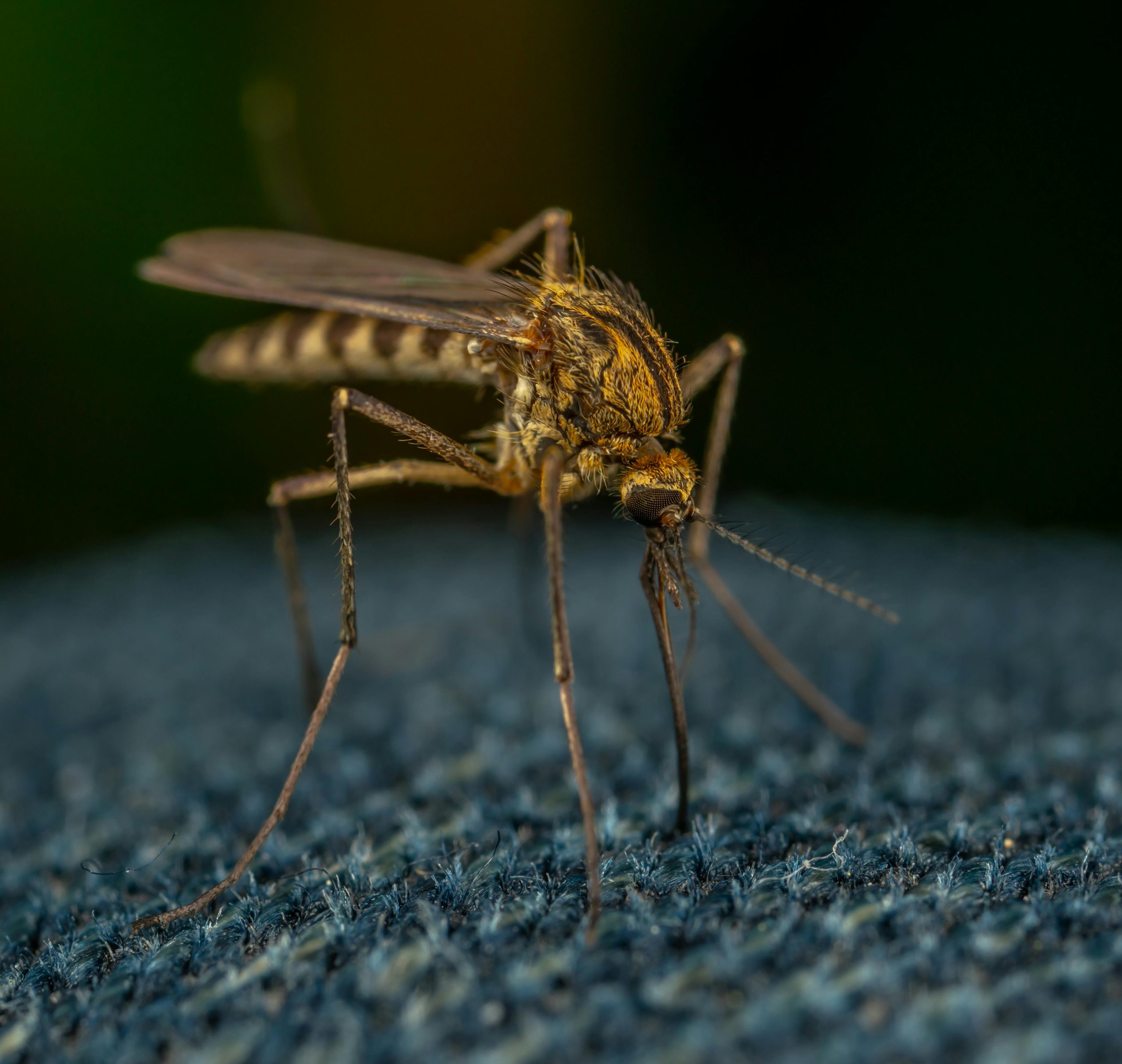 World Malaria Day: The Importance of Early Diagnosis, Proper Treatment, and Healthcare Awareness